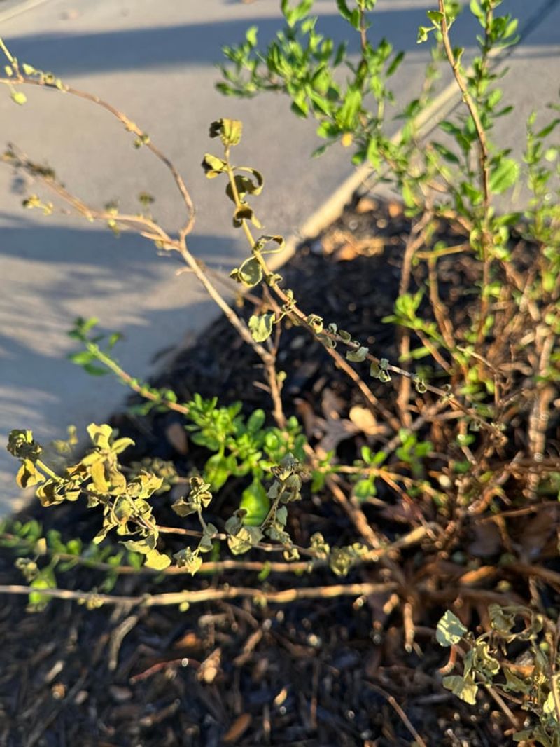 Autumn Sage Fills Out After A Seasonal Prune