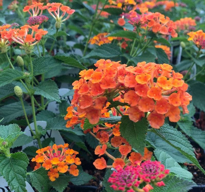 Ways Lantana Adds Color Without Taking Over The Whole Space
