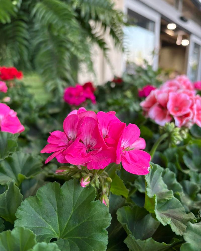 Geranium Stems Root Easily In Pots Or Garden Beds
