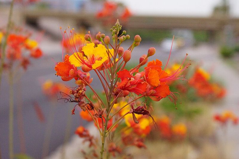 Red Bird Of Paradise Likes Warmer Nights
