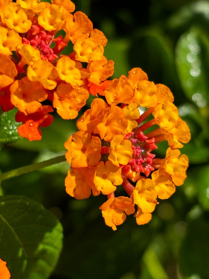 Low-Maintenance Lantana Fits Busy Florida Lifestyles