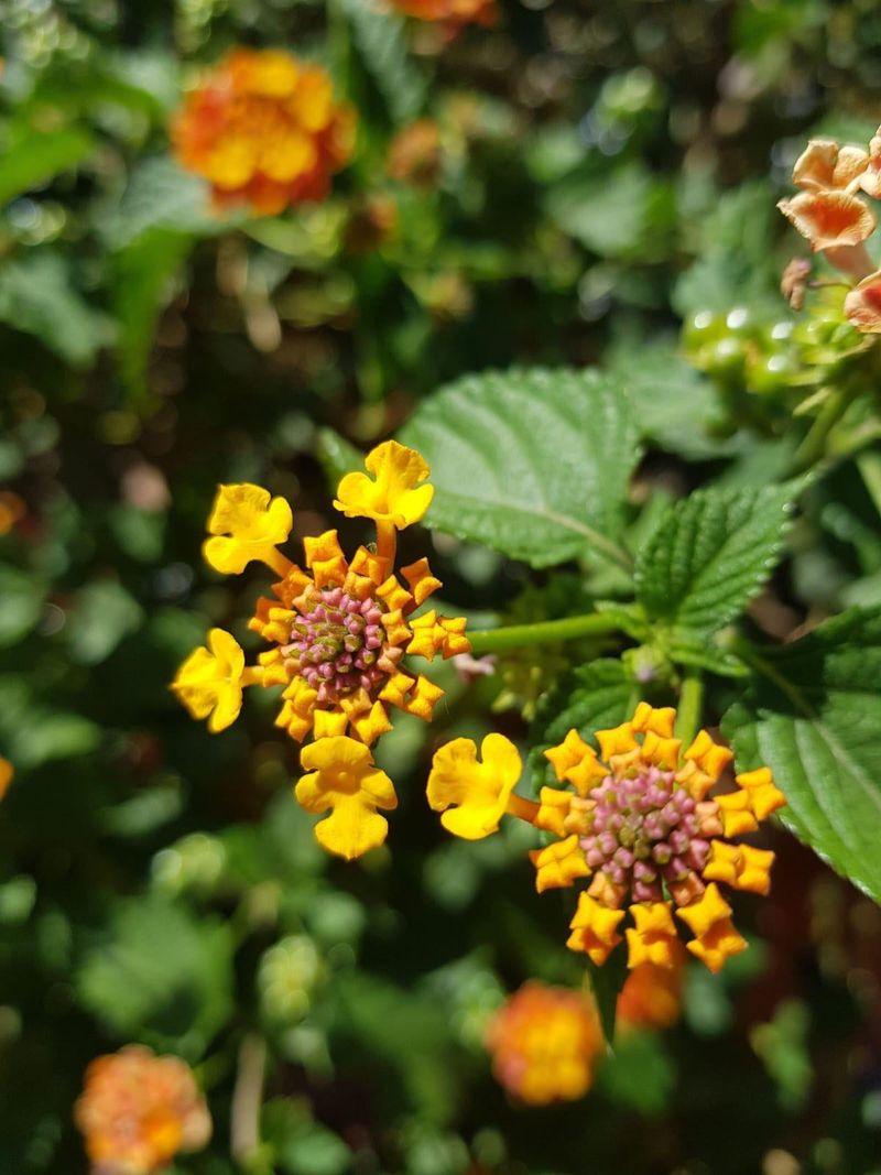 Delivers Nonstop Color Through The Hottest Months