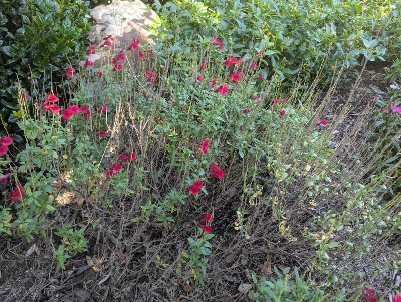 Autumn Sage Blooms For Months