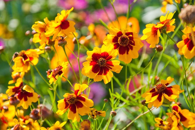 Coreopsis (Coreopsis Verticillata)