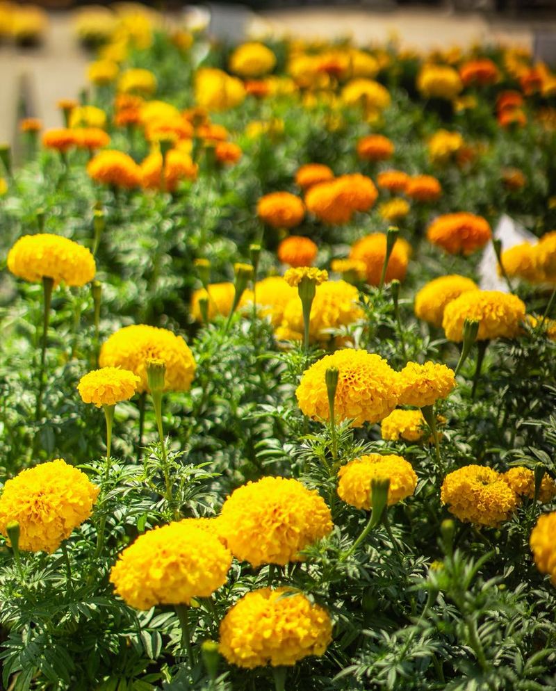 Marigold (Tagetes)