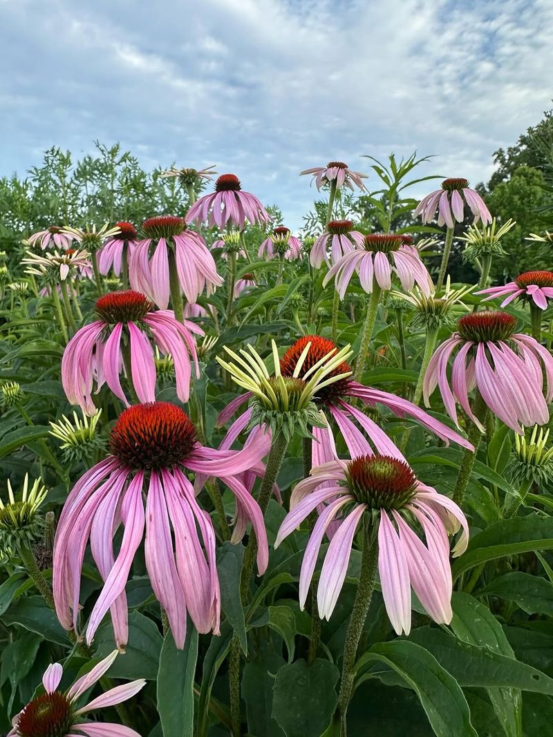 Purple Coneflower (Echinacea purpurea)