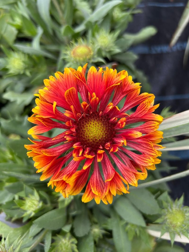 Blanket Flower (Gaillardia x grandiflora)