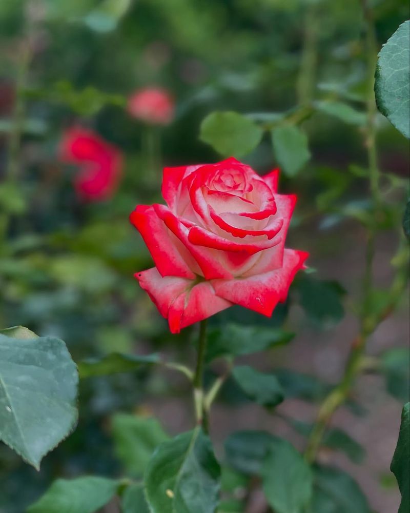 Roses Stealing The Show