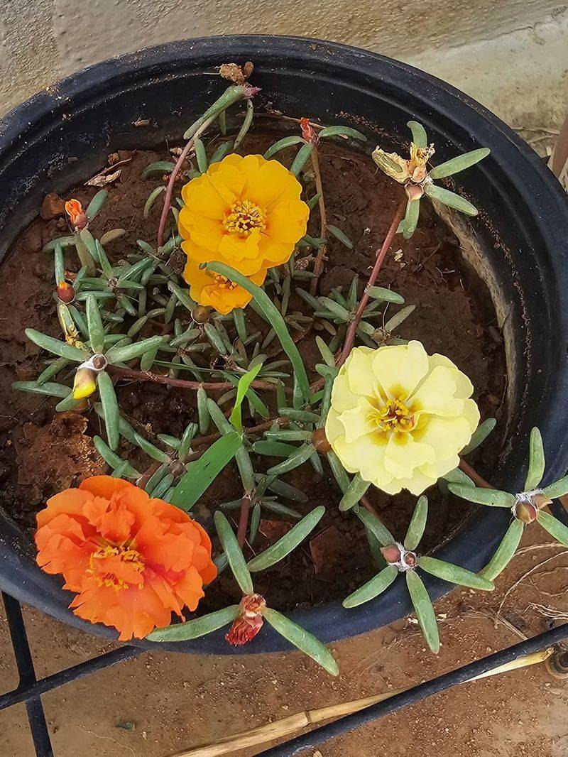 Portulaca Thrives In Containers During Scorching Afternoons