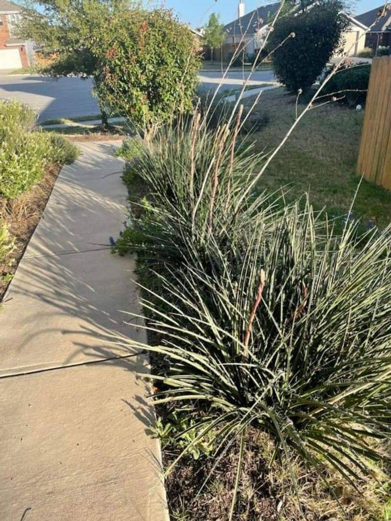 Red Yucca Benefits From Removing Old Flower Stalks
