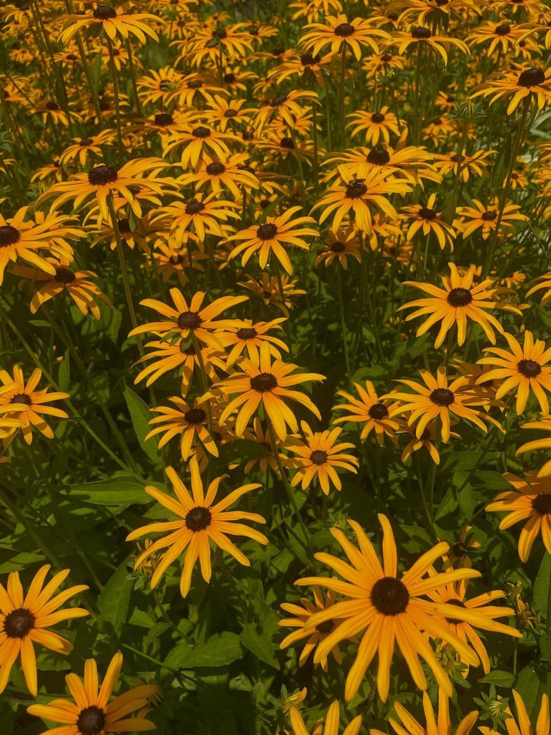 Black-Eyed Susan Stands Strong In Heat