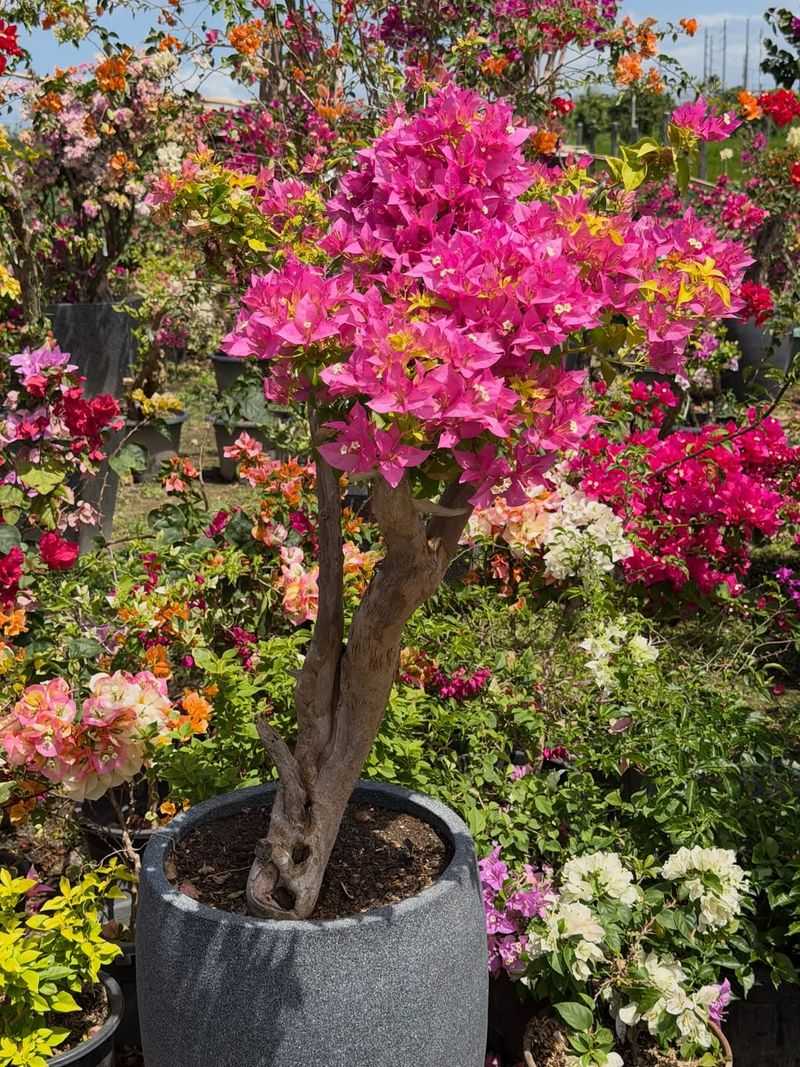 Bougainvillea Handles Intense Sun And Dry Conditions