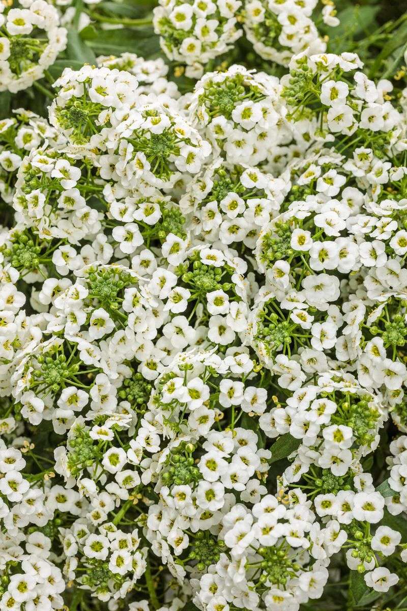 Sweet Alyssum With Fragrant, Tiny Blossoms