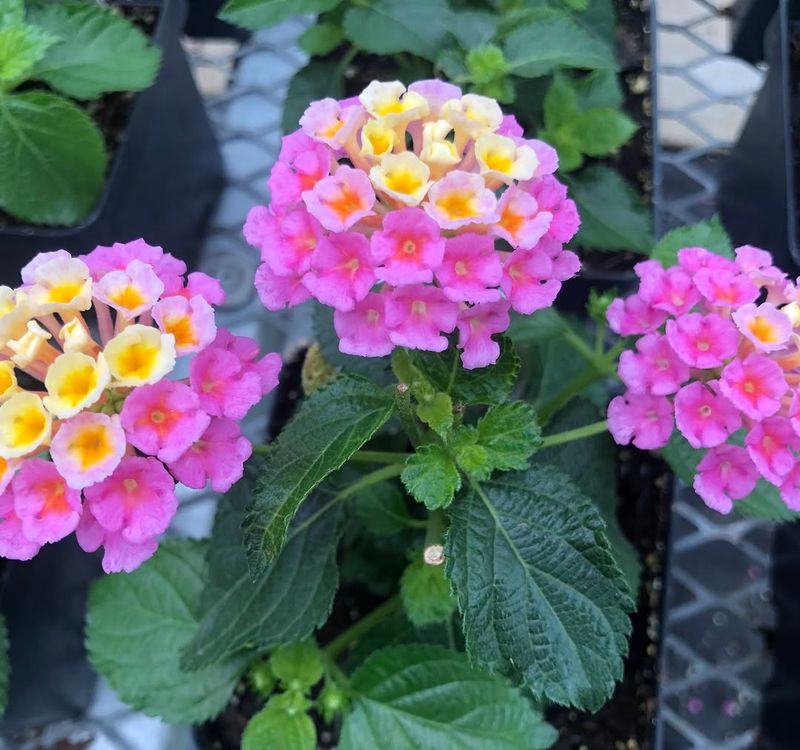 The Bright Blooms That Make An Entryway Feel More Welcoming
