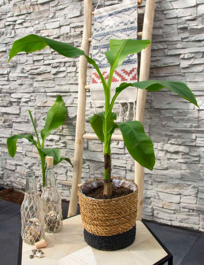 They Grow Well In Containers Or In Ground