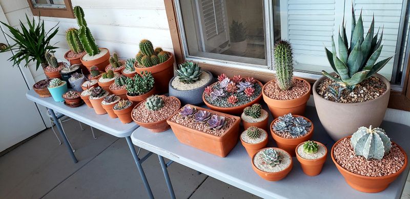 Small Pots Dry Out Quickly Under Strong Sun Exposure