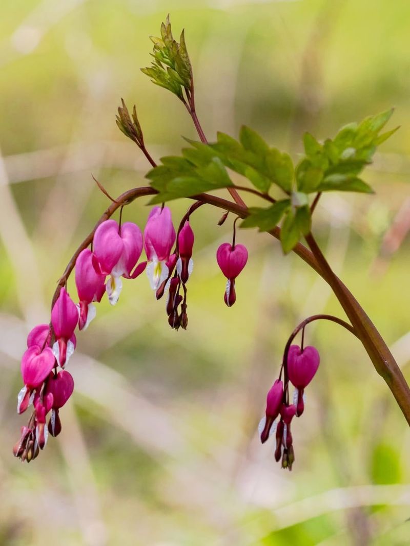 Bleeding Heart