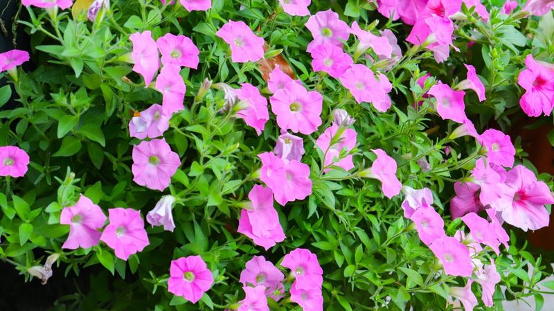 Petunias Can Be Planted Late March In Warmer Regions