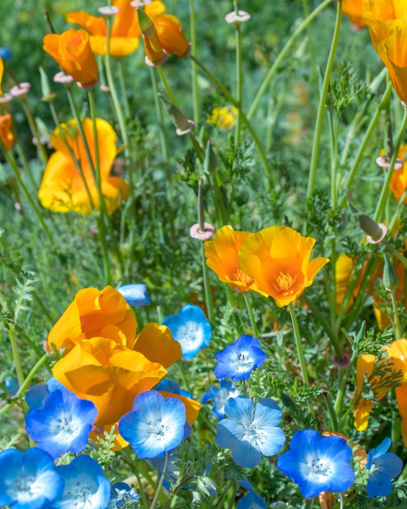 California Poppy Handles Light Frost And Poor Soil Well