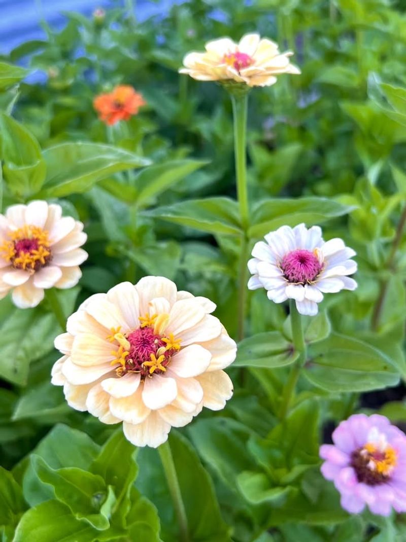 Zinnias Wait For Warm Soil Before Strong Growth Begins