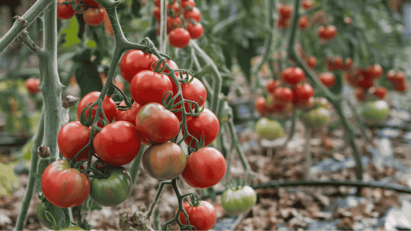 Night Temperatures Should Stay Above 50°F