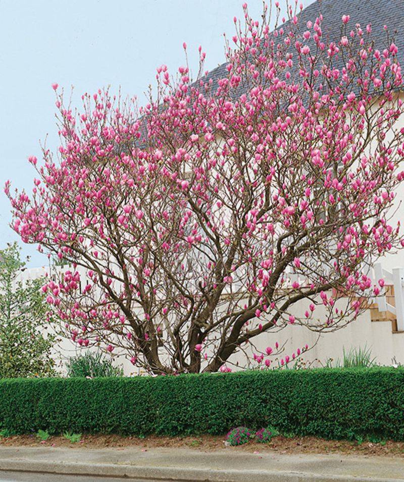 Compact Size Fits Many North Carolina Yards