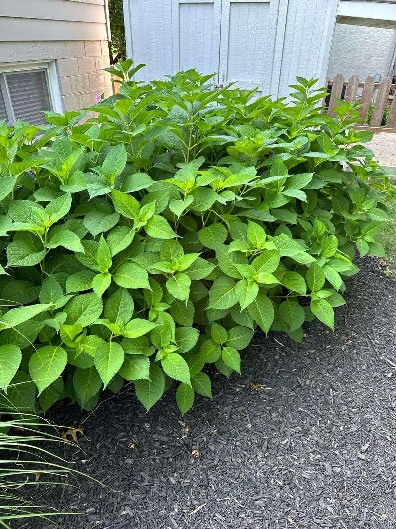 Too Much Shade Limits Flower Production Even If Plants Look Healthy