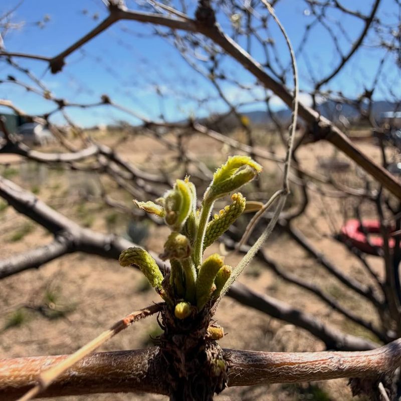 Tiny Green Buds Start Appearing Along Bare Branches