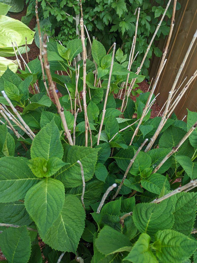 Old Wood Hydrangeas Feel April Weather The Most