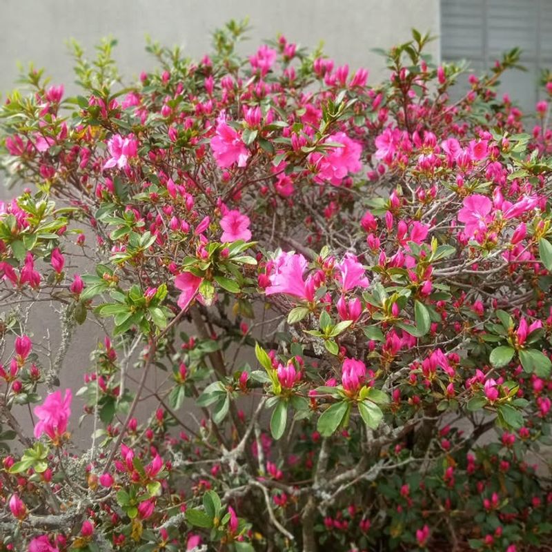 Skipping Pruning Now Protects Every Bloom