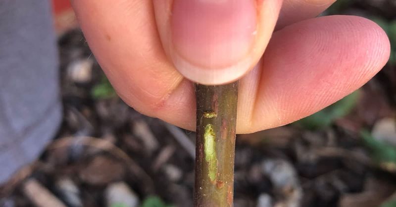 Green Wood Signals Real Recovery Potential