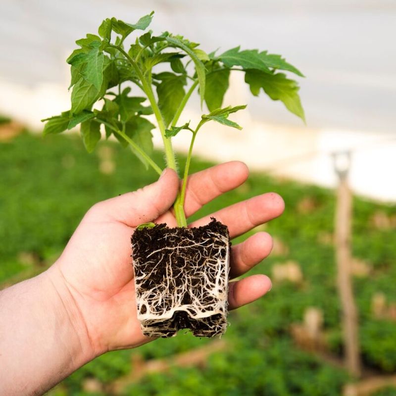Early Roots Build Stronger Tomato Plants