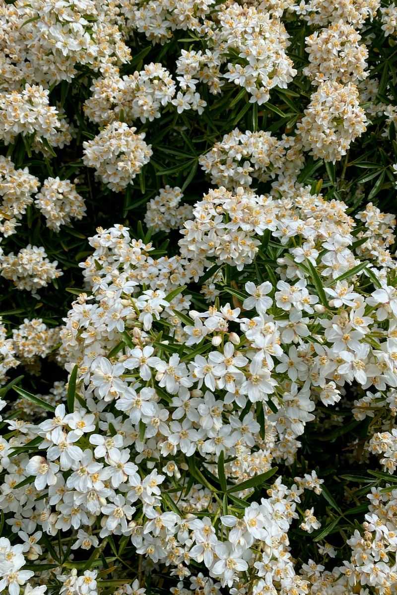 Cut Mock Orange Too Late And Blooms Vanish
