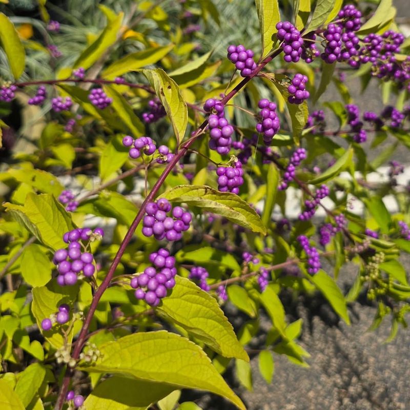 Light Shaping Is Safer Than Heavy Cutting Now