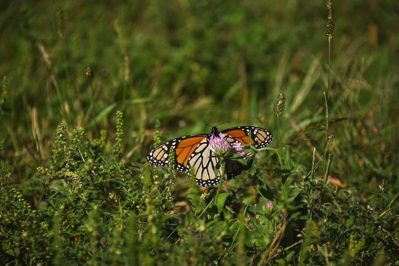 Avoiding Pesticides Protects Monarchs