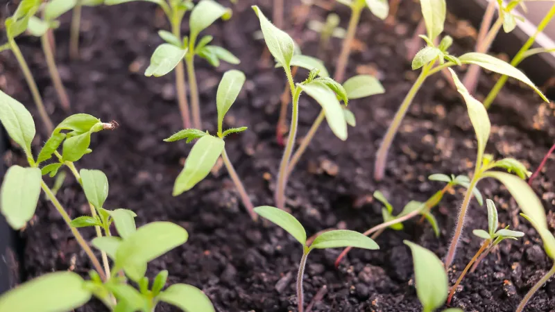 Short Day Length Limits Growth Early