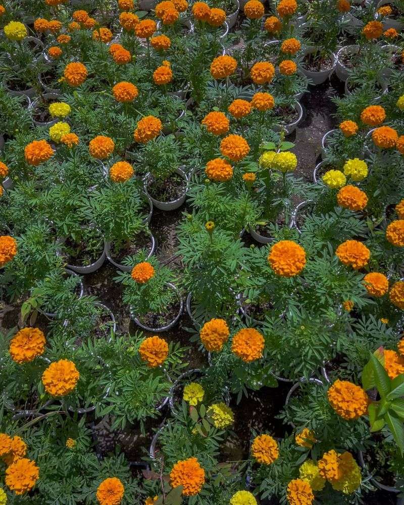 Short Daylight Hours