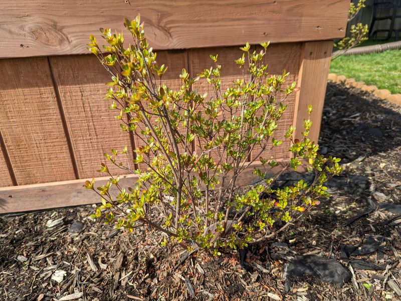 Check Your Azalea's Growth Pattern For Ideal Trimming Strategy