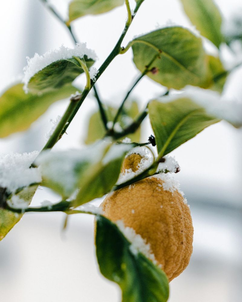 Wait Until Frost Risk Passes