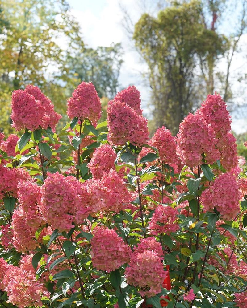 Pruning Helps Create Larger Flower Clusters