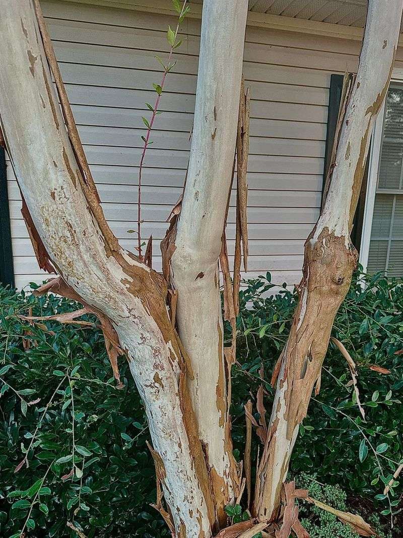 Good Airflow Helps Prevent Leaf Problems