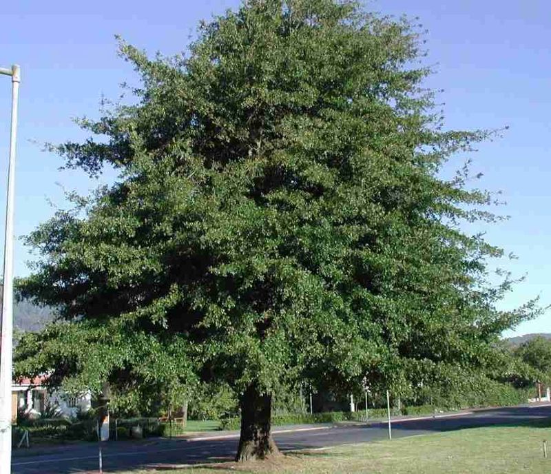 Water Oak With The Swampy Charm
