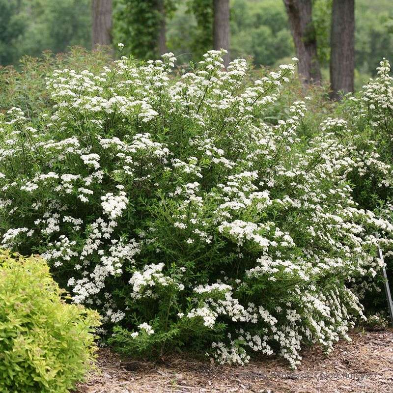 Spiraea 