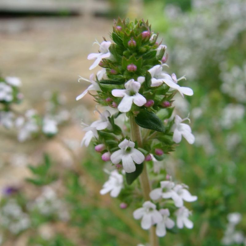 Thyme