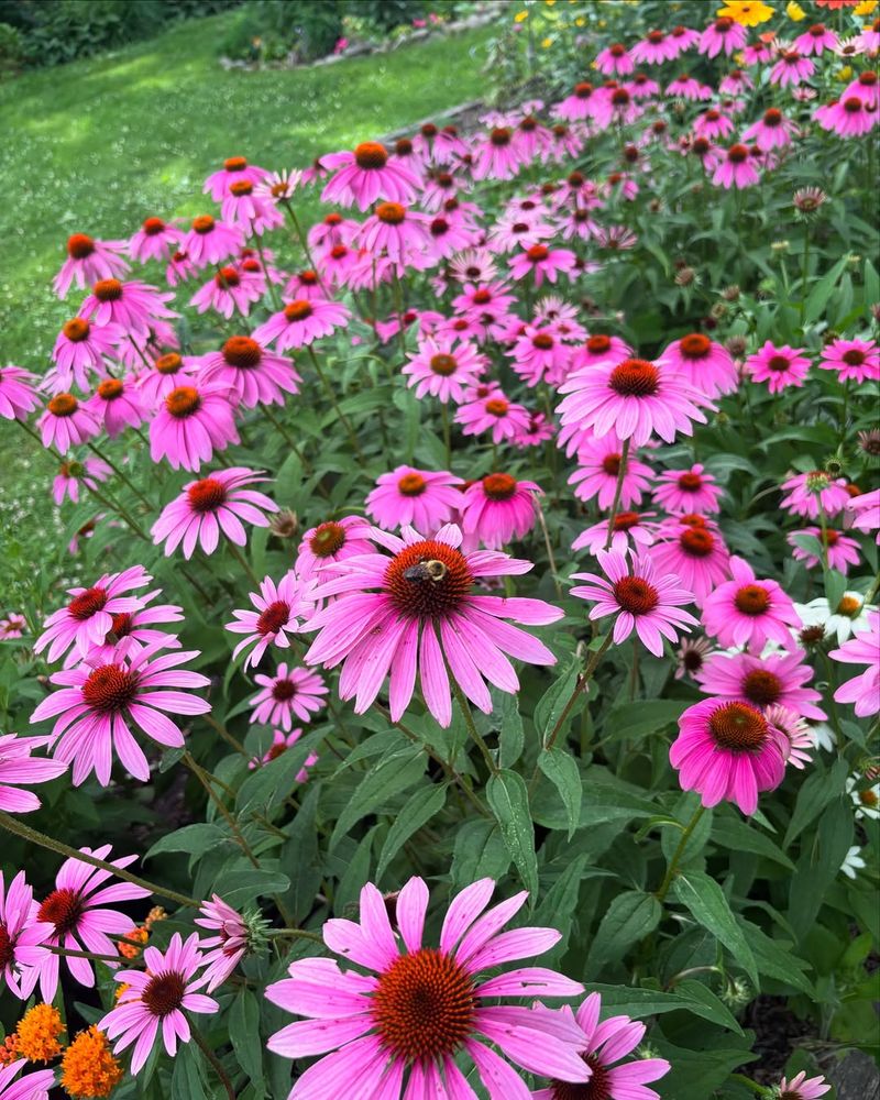 Coneflower