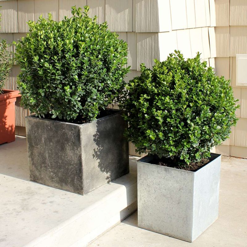 Boxwood