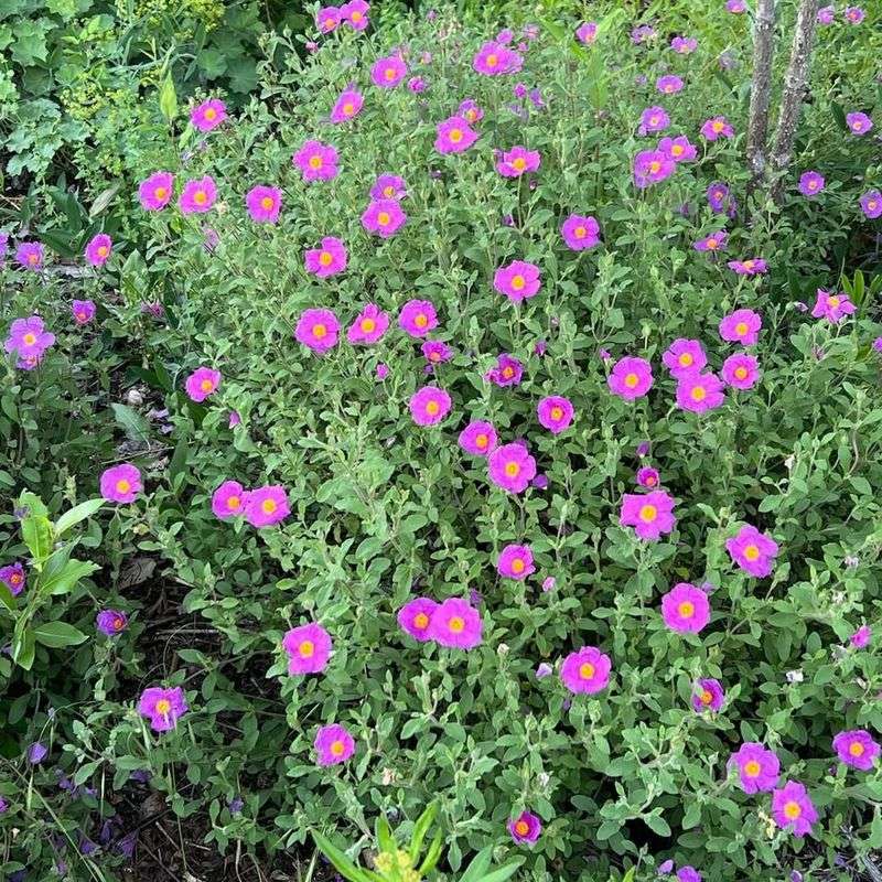 Rockrose (Cistus)