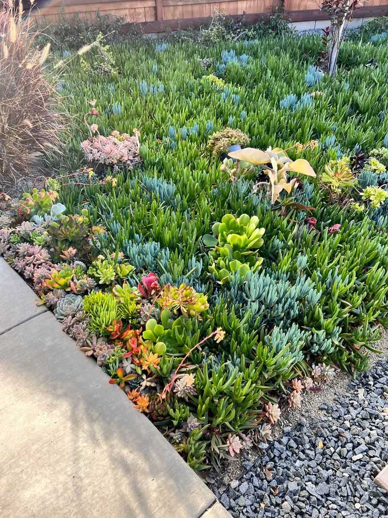 Succulents