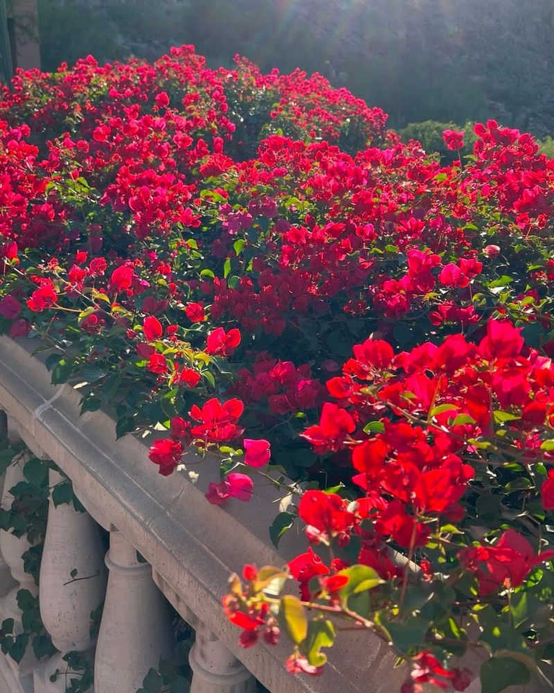 Bougainvillea Covers Walls And Trellises With Bold Tropical Color