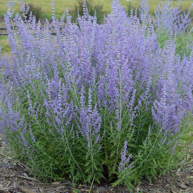 Russian Sage Waving Gracefully In Gentle Breezes